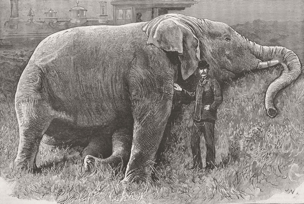 ELEPHANTS. Jumbo dead 1885 old antique vintage print picture